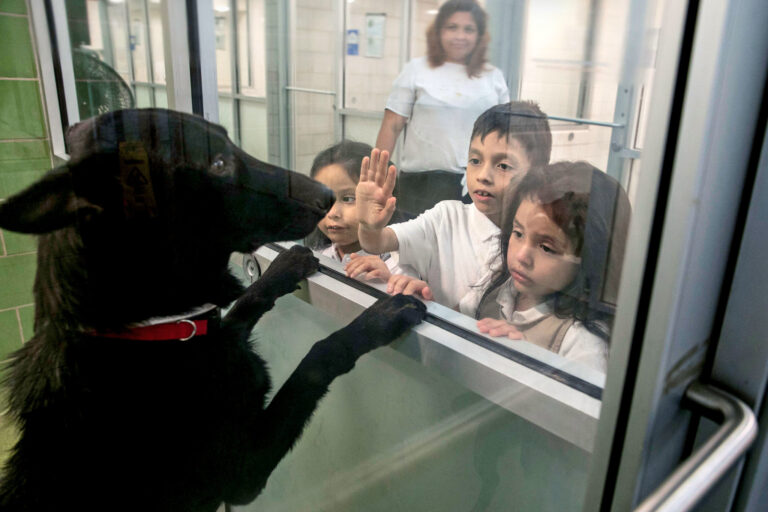 16,425 Canadians Euthanized in 2024 – More Than Twice as Many Dogs in Shelters