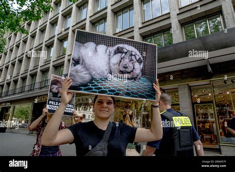 JUDGES MUST BE HELD ACCOUNTABLE FOR RELEASING ANIMALS ON PUBLIC STREETS